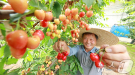 남덕유산 기운받은 체리 드세요