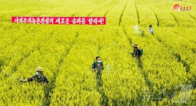 북한, 알곡고지 점령 총력…밀, 보리 비배관리 책임적으로