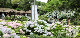 수국의 계절