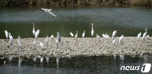 생활 주변 조류 소식 알리미 울산 새(鳥) 통신원 본격 활동