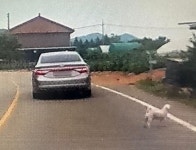 도로서 차 뒷문으로 미용 강아지 버리고 후다닥…블박 찍어 신고