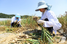 홍산 마늘 잘 자랐나?