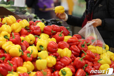 ‘파프리카·토마토 효자상품’…수출지원 평창농가 1곳당 2억씩 수익