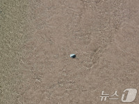 내성천 따라 흐르는 국화