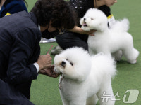 최고의 비숑을 찾아라