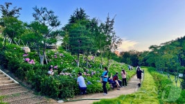 구미시 양포동 다온숲에 수국 1만4000송이 활짝