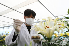 나리꽃 인공수분 한창