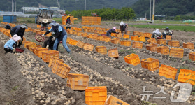 하지 앞두고 수확하는 개진감자