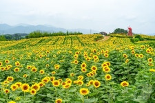3만7000㎡ 꽃단지…함안 강주해바라기 축제 22일 개막