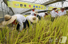 벼 수확합니다