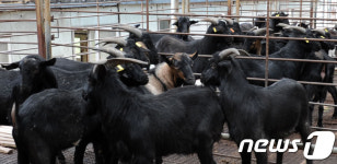 한우 제친 흑염소 몸값…1마리 경매가 159만원