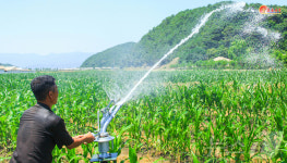北 매일 수백 정보 밭에 물주기…가뭄 투쟁 적극적 전개