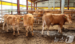 막대한 손실에 한우농가 시름