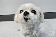 심장약 복용 중이던 강아지…빵빵해진 배 보고 깜짝[벳앤패밀리]