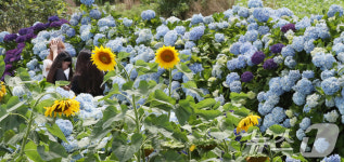 장마 소강 33도 폭염 찾아온 제주