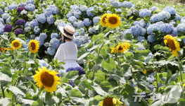 비 그친 틈 타 해바라기 산책