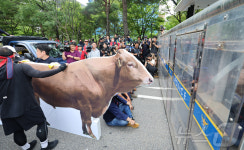 [뉴스1 PICK]“키워봐야 남는 건 소똥”…한우 반납 투쟁 나선 축산 농민들