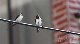 제주 제비가 9200㎞ 날아간 따뜻한 강남은? 또다른 섬이었다