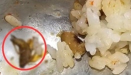 서울 유명 푸드코트 음식서 나온 바퀴벌레…업주는 종종 있는 일 황당