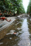 폭우에 물에 잠긴 방울토마토 하우스