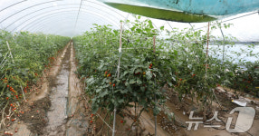 폭우로 물에 잠긴 방울토마토 비닐하우스