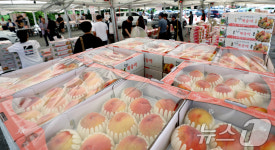 제26회 명품전주복숭아 축제 직거래 행사