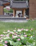 전주 덕진공원 연꽃문화제 20일 개막…다양한 문화공연 가득