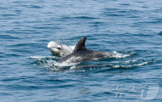 [화보] 포항서 동해, 독도 그리고 고래 사진전 개최