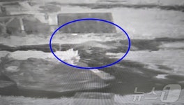 철도 건너고, 도로 지나 1.5㎞ 충주시청에 수달 출현