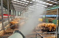 최고 체감 35.6도 광주전남 찜통더위…온열질환·가축폐사 잇따라