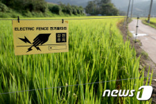성주서 새벽 산책하던 60대 조수퇴치용 전기울타리 감전돼 숨져