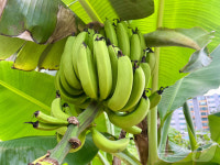 [포토] 바나나가 자라는 한국