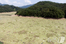 대청호, 녹조확산