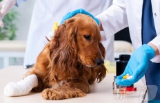 동물병원에 인체용 전문약 판매 시…의약품관리종합센터에 보고