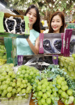 포도 시즌이 돌아왔다