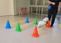 반려견 유치원 힐더독, 오픈 1주년 할인 이벤트