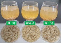 농촌진흥청, 보리 종자 12종 보급…맛·가공성 우수