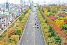 산림청 우수관리 가로수길로 대구 소·느티나무길 등 6곳 선정