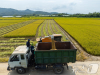 황금들녁서 추수