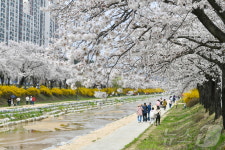 산림청 우수 가로수길에 경북 김천 조각공원·영주 서원로 선정