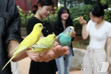 사랑새, 예쁘죠?