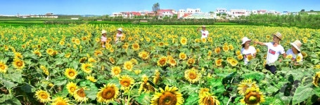 북한 먹는 기름 문제 해결하자…해바라기 농장 조명