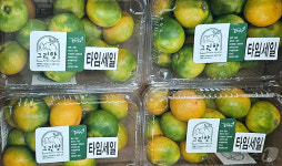 제주 신품종 감귤 그린향 출하…초록빛이지만 달아요