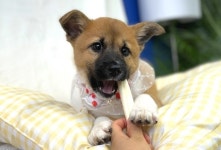동생 입양 가고 홀로 남아…짝짝이 양말이 매력 카누[가족의 발견(犬)]