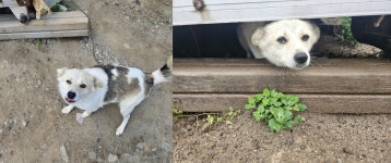 2만원에 팔려온 자매견…비 맞으며 밭지킴이로 전락[가족의 발견(犬)]