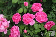 에버랜드 신품종 장미, SCIE급 국제 학술지 논문 등재