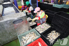 조기 선별하는 영광 법성포