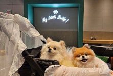 이번 추석은 반려견 동반 여행…아이들과 함께 가면 더 좋은 곳은