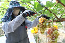 슈팅스타 포도 수확으로 분주한 손길