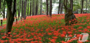 가을정취 더하는 김천 직지사 꽃무룻